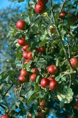 pomme à cidre